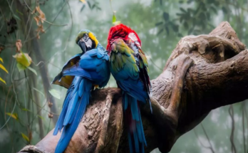 Parrot Fever wreaks havoc in Europe, five people lost their lives