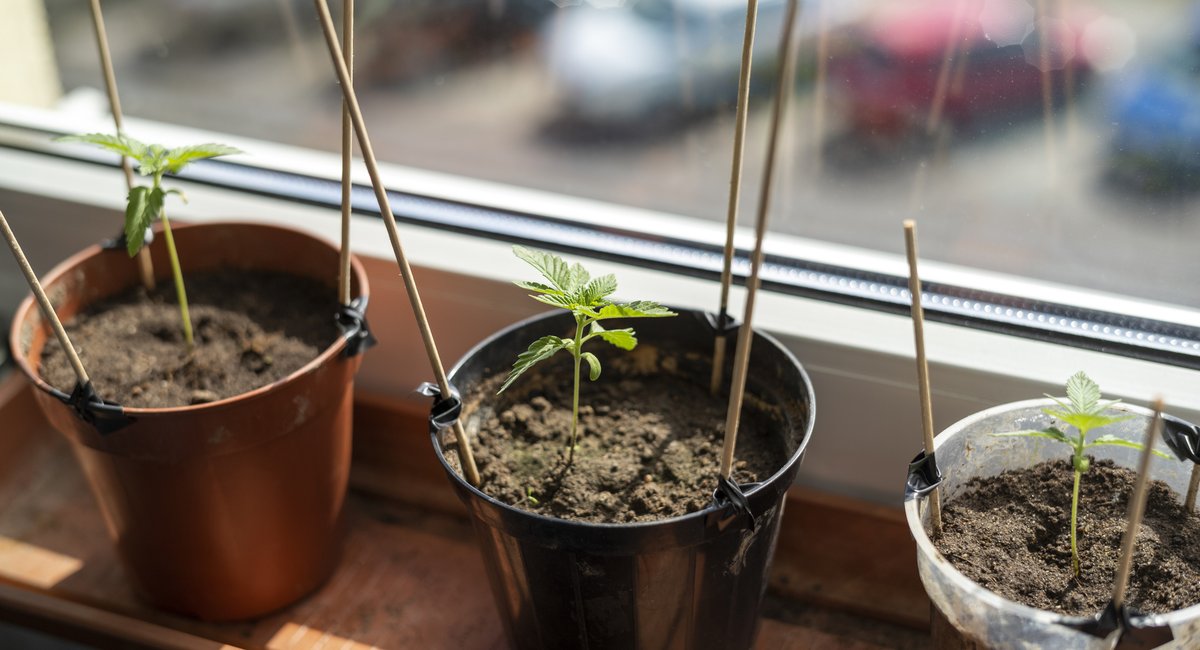 Extra Extra: It's now legal to grow your own weed